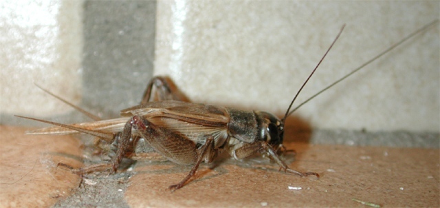 House cricket